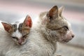 Vagrant sick cats. Homeless wild cats on dirty street in AsiaÃÂ 